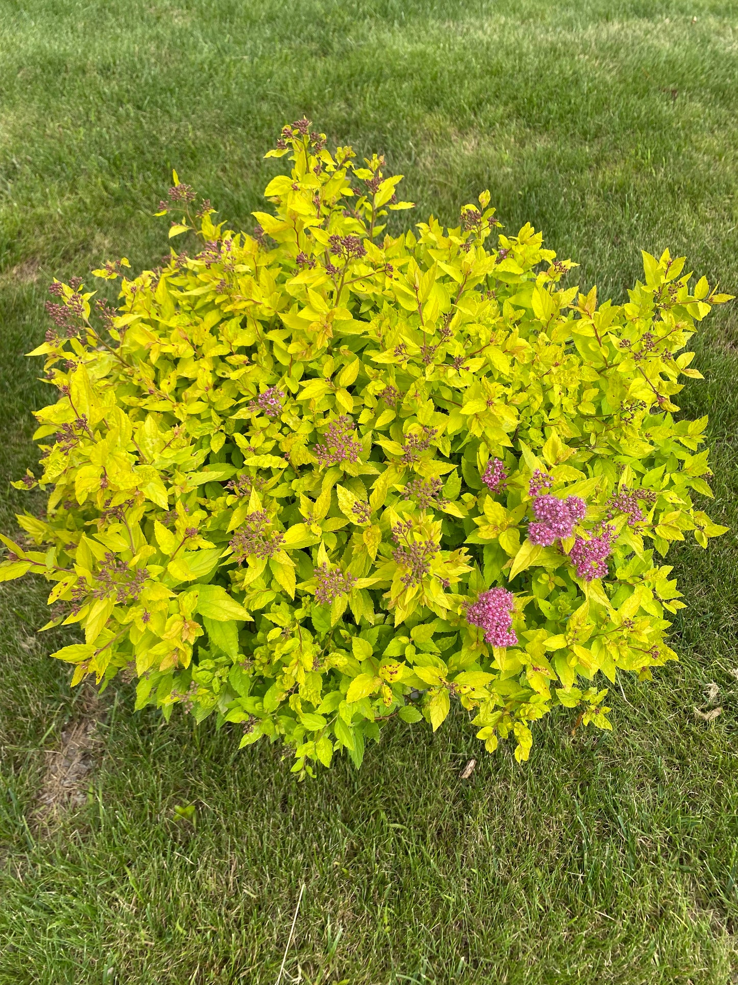 Goldmound Spirea | Spiraea japonica 'Goldmound'