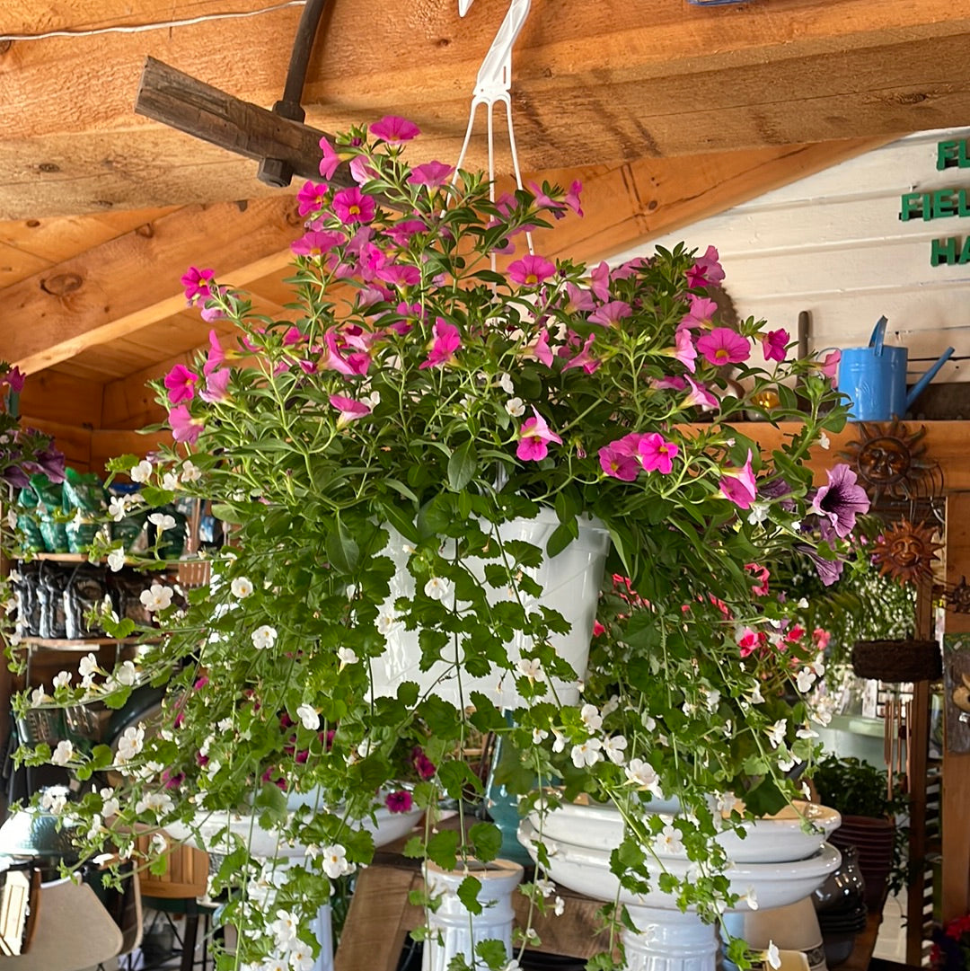 Assorted Hanging Basket