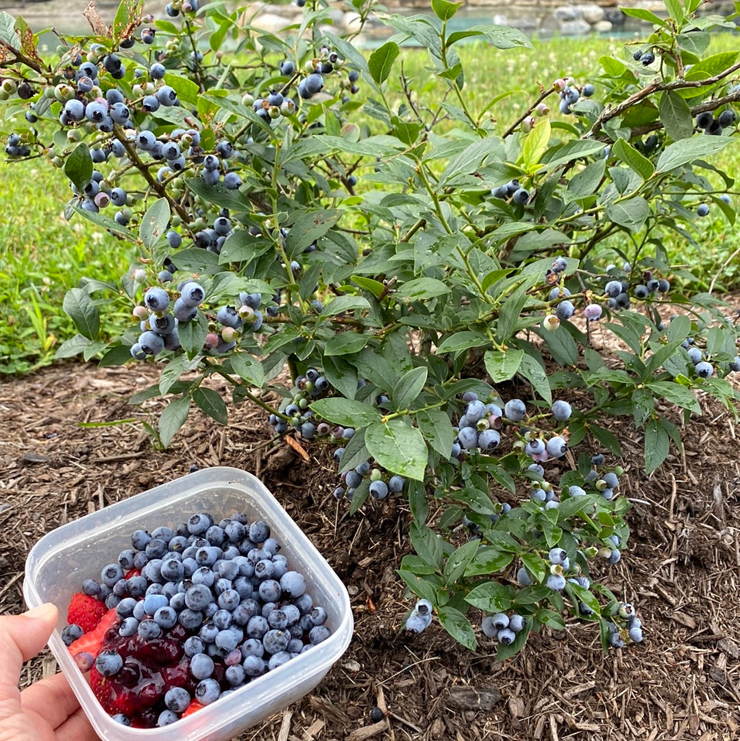 Northcountry Blueberry | Vaccinium 'Northcountry'