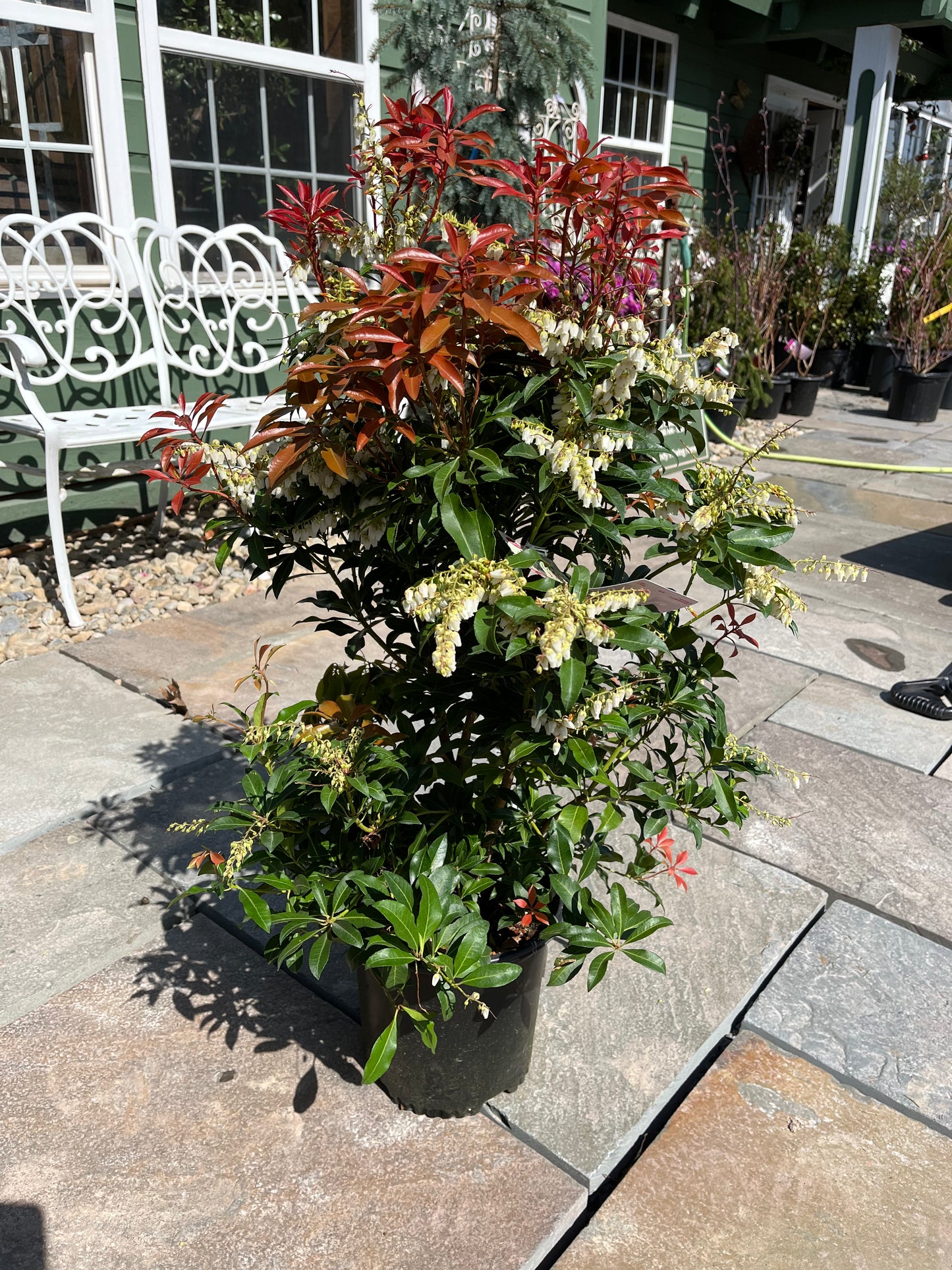 Pieris Japonica 'Mountain Fire' | Pieris japonica 'Mountain Fire'