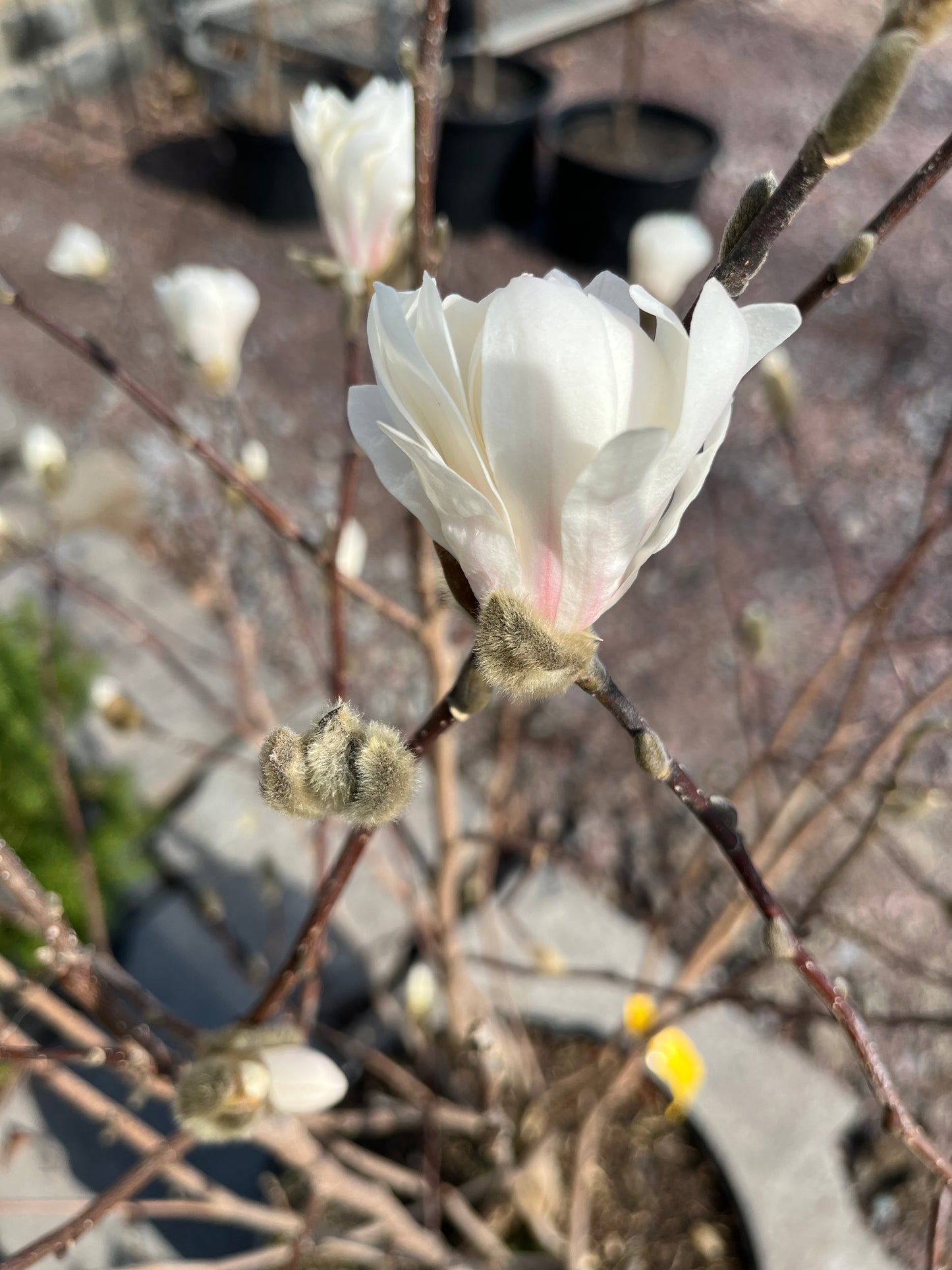 Royal Star Magnolia Tree | Magnolia stellata 'Royal Star'