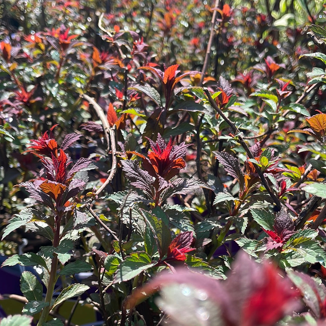 Superstar Spirea | Spiraea x bumalda