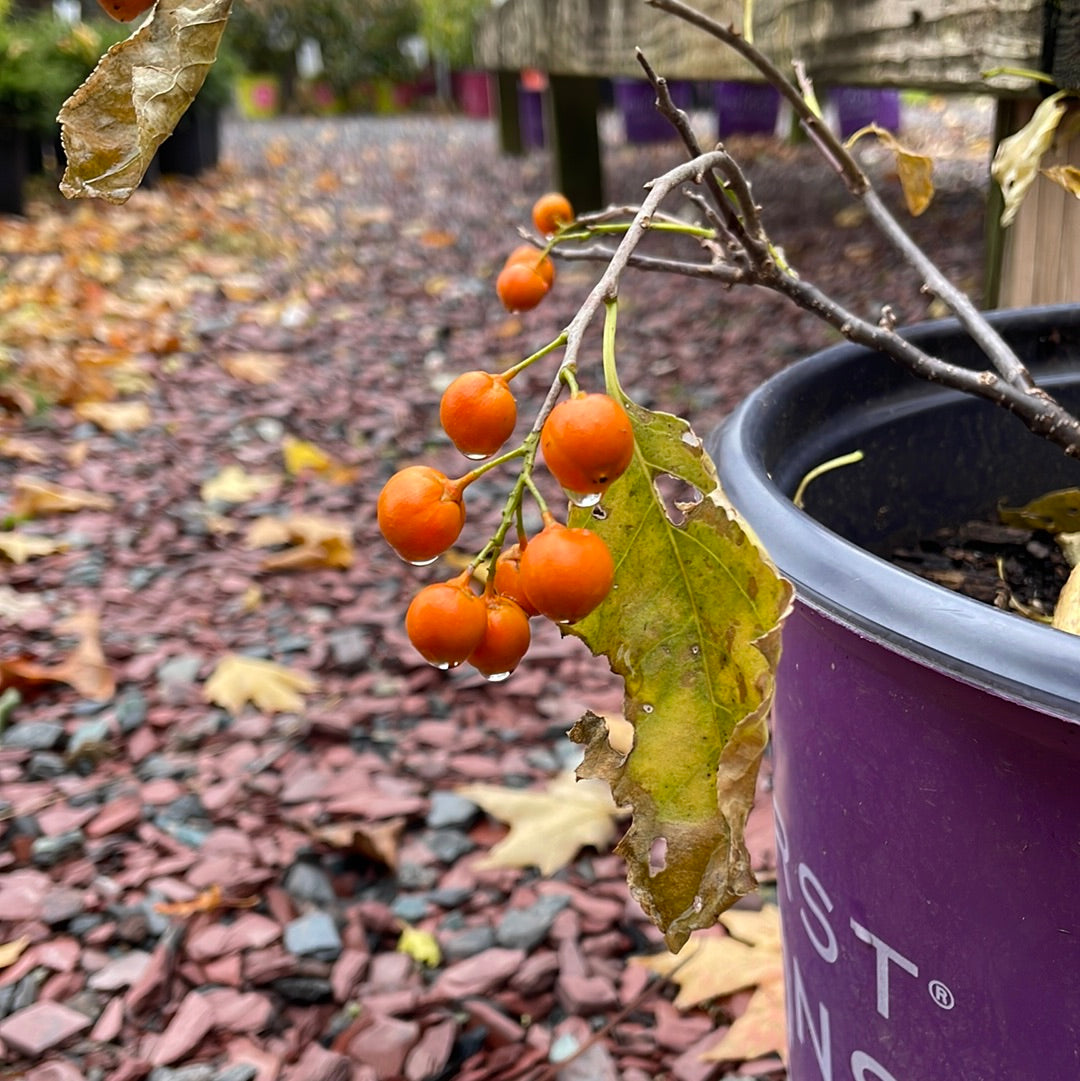 Autumn Revolution Bittersweet | Celastrus scandens 'Bailumn'