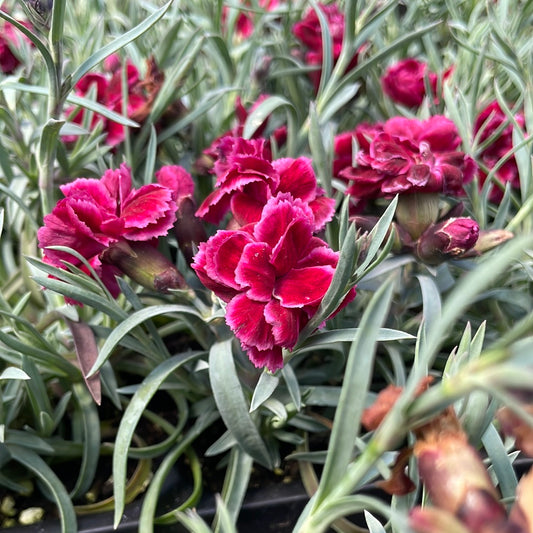 Burgundy Blush Dianthus | Dianthus 'Burgundy Blush'