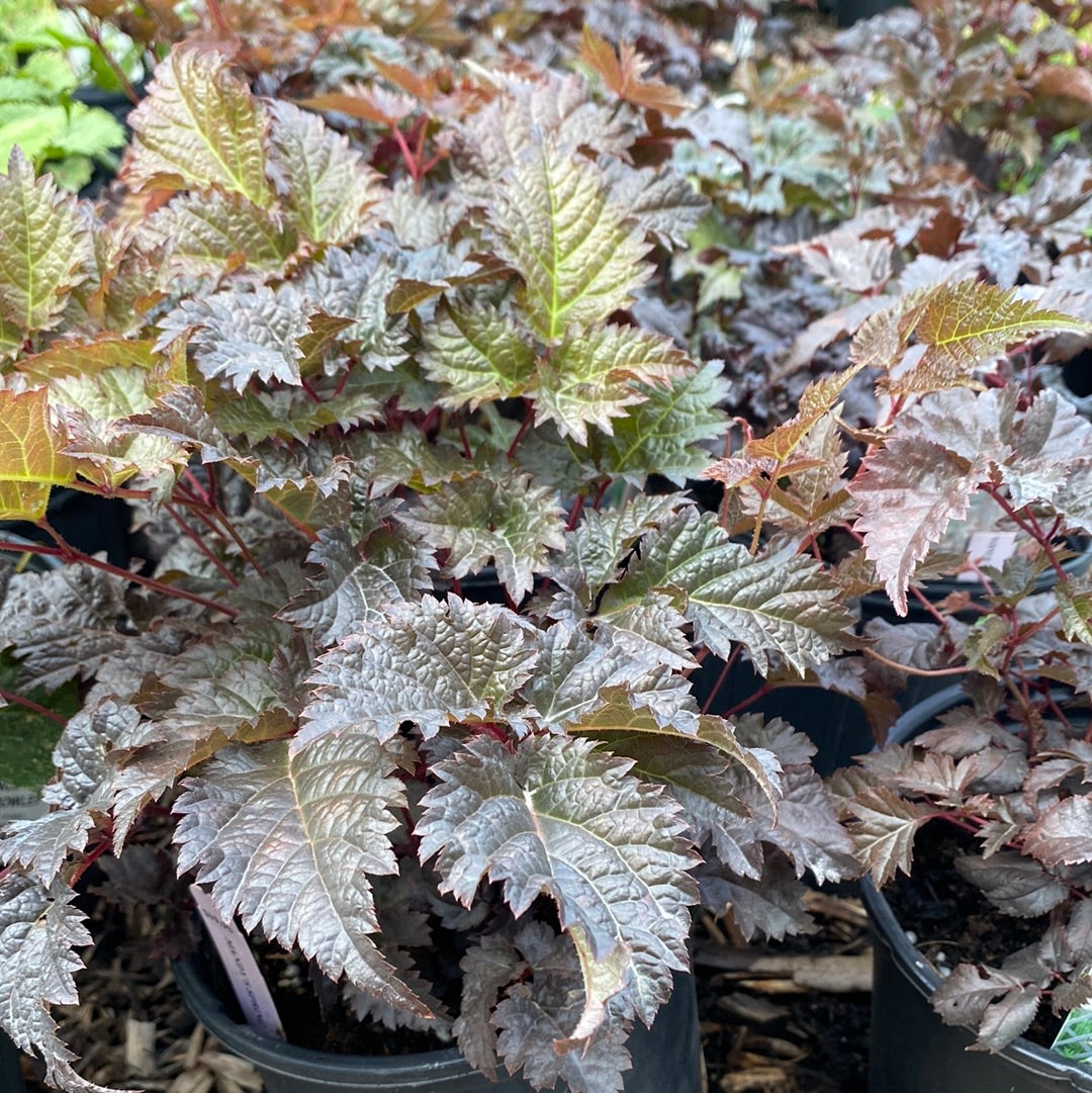 Chocolate Shotgun Astilbe | Astilbe 'Chocolate Shotgun'