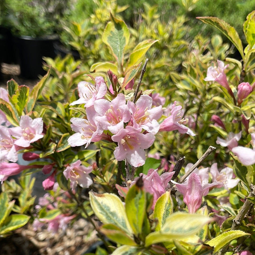 Rainbow Sensation Weigela | Weigela florida