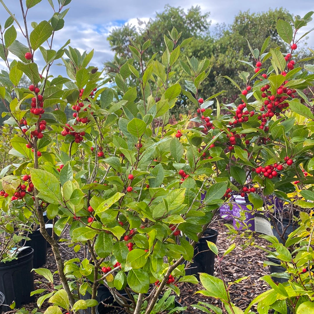 Afterglow Winterberry | Ilex verticillata