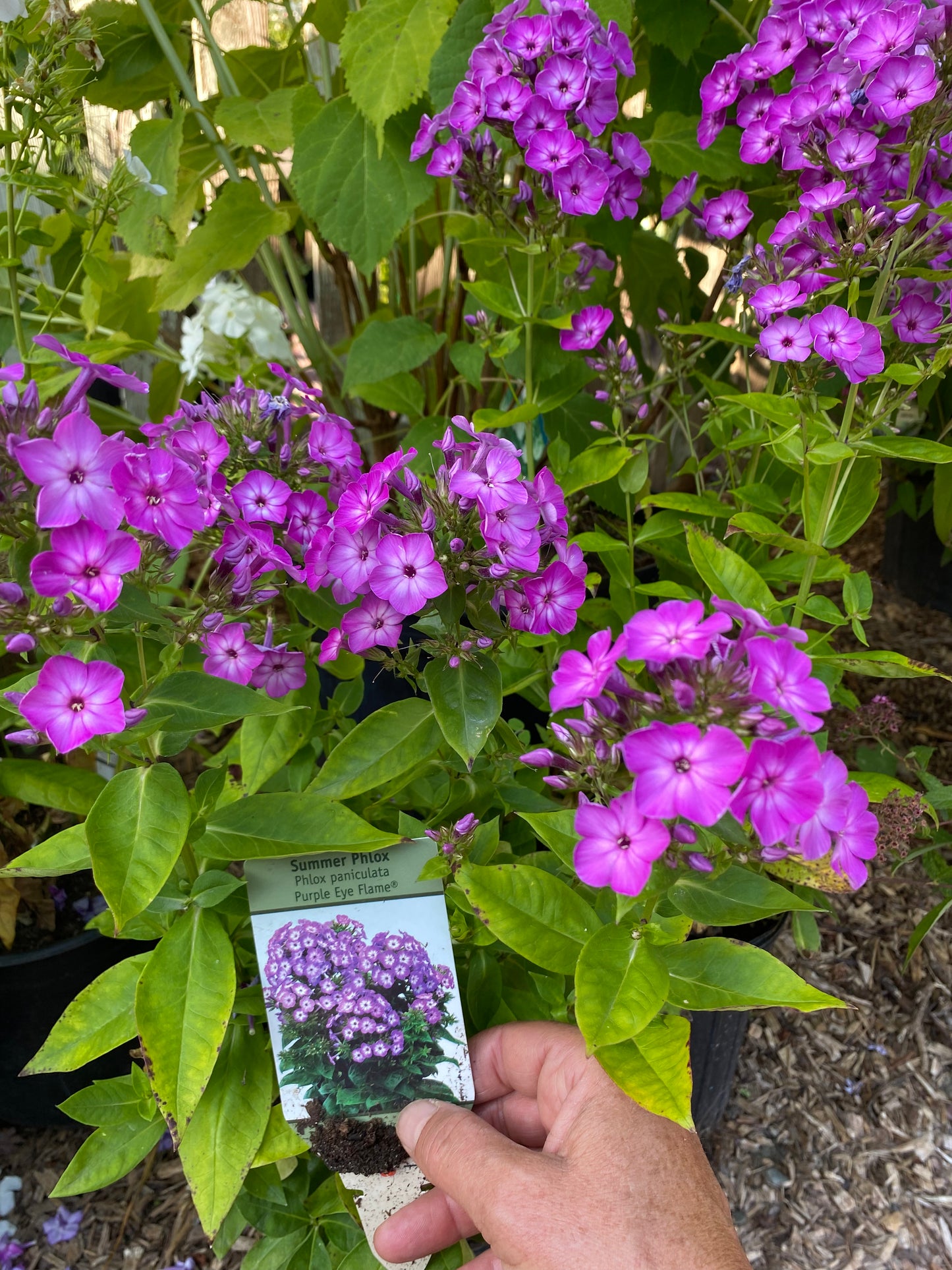 Purple Eye Flame Summer Phlox | Phlox paniculata