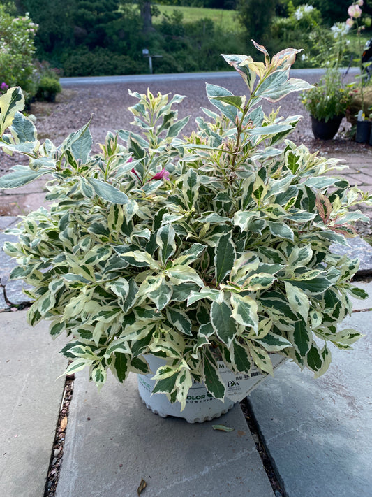 My Monet Weigela | Weigela florida