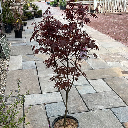 'Bloodgood' Japanese Maple | Acer Palmatum