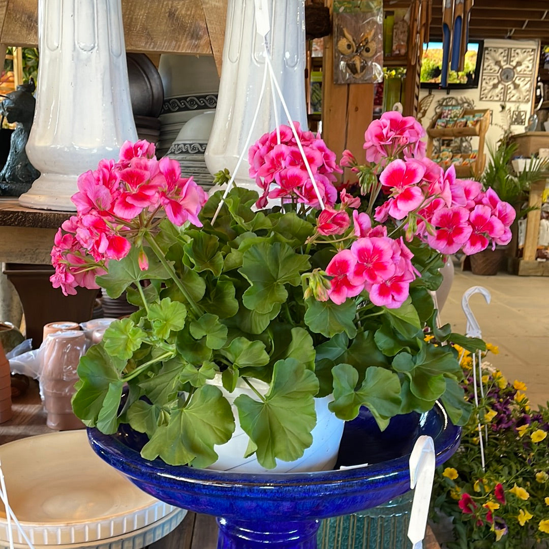 Assorted Hanging Basket