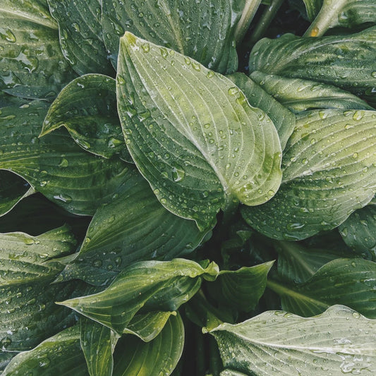 Bulb - Hosta Blue