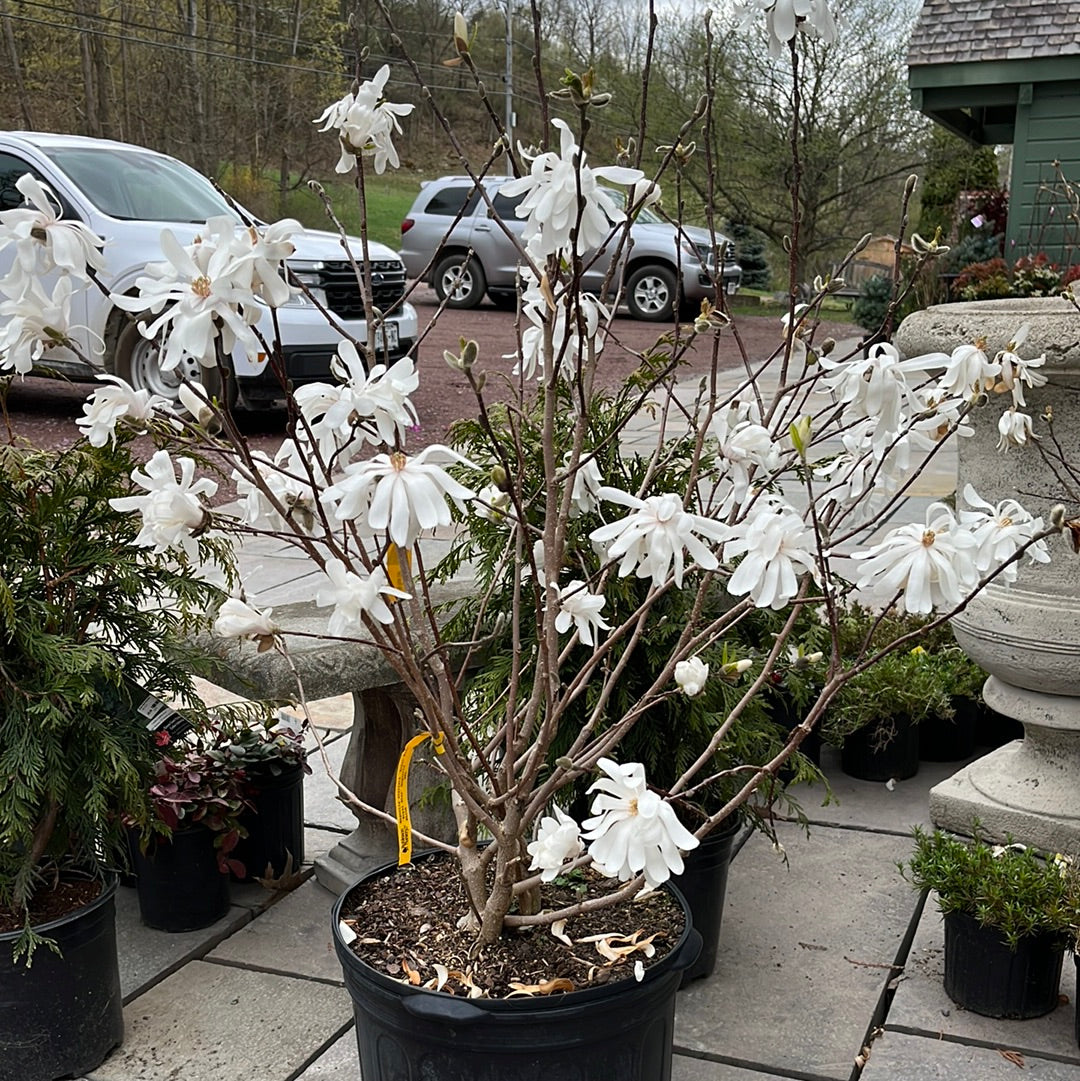 Royal Star Magnolia Tree | Magnolia stellata 'Royal Star'