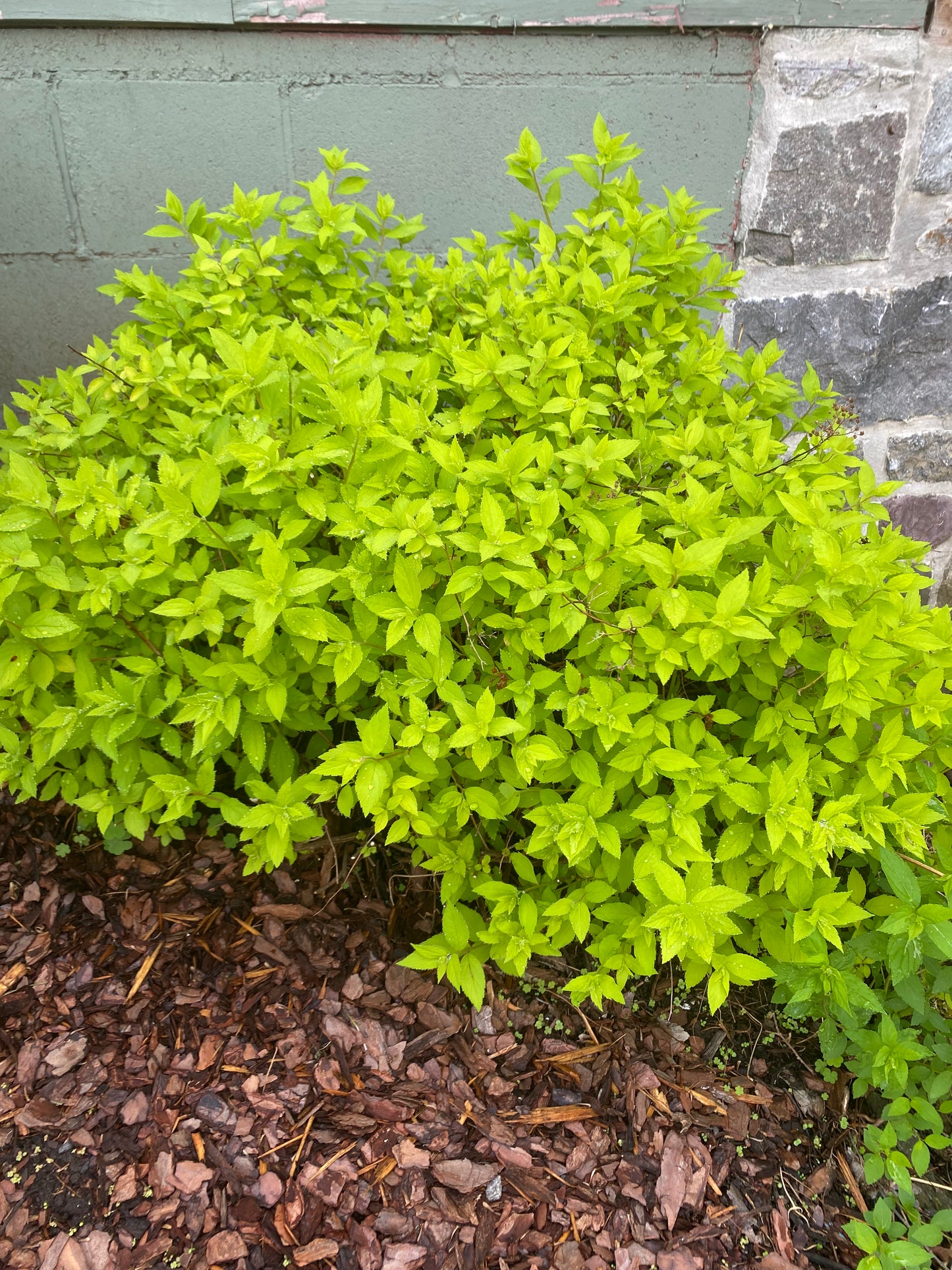 Sundrop™ Spirea | Spiraea 'Bailcarol'