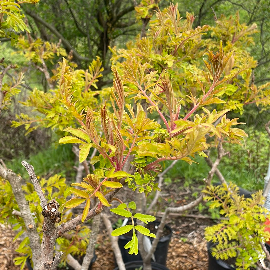 Tiger Eyes Cutleaf Staghorn Sumac | Rhus typhina