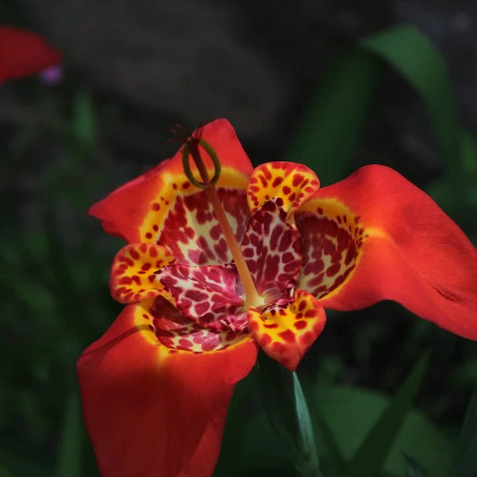 Bulbs - Toad Lily | Tigridia