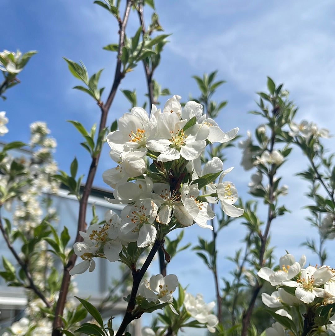 Snowdrift Crabapple | Malus 'Snowdrift'