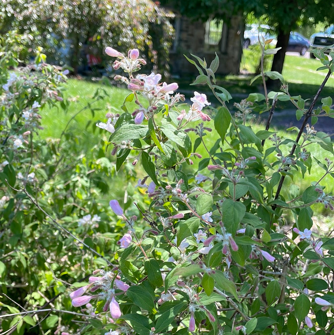 Pink Cloud Beautybush | Kolkwitzia amabilis