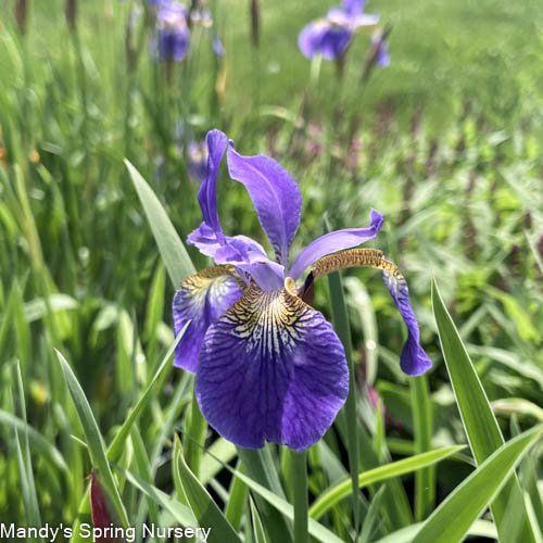 'Caesar's Brother' Siberian Iris | Iris siberica