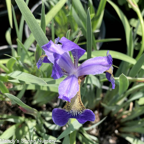 'Caesar's Brother' Siberian Iris | Iris siberica