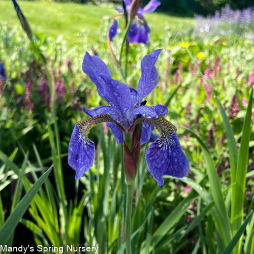 'Caesar's Brother' Siberian Iris | Iris siberica