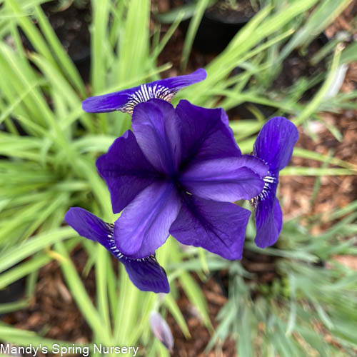 Over In Gloryland Iris | Iris sibirica