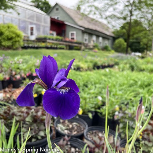 Over In Gloryland Iris | Iris sibirica