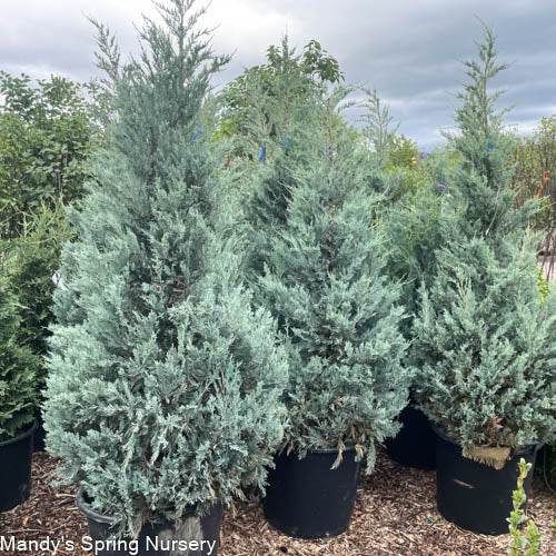 Moffat Blue Juniper | Juniperus scopulorum 'Moffettii'