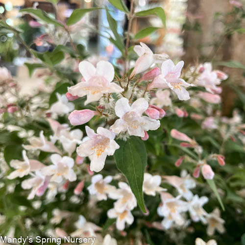 Pink Cloud Beautybush | Kolkwitzia amabilis