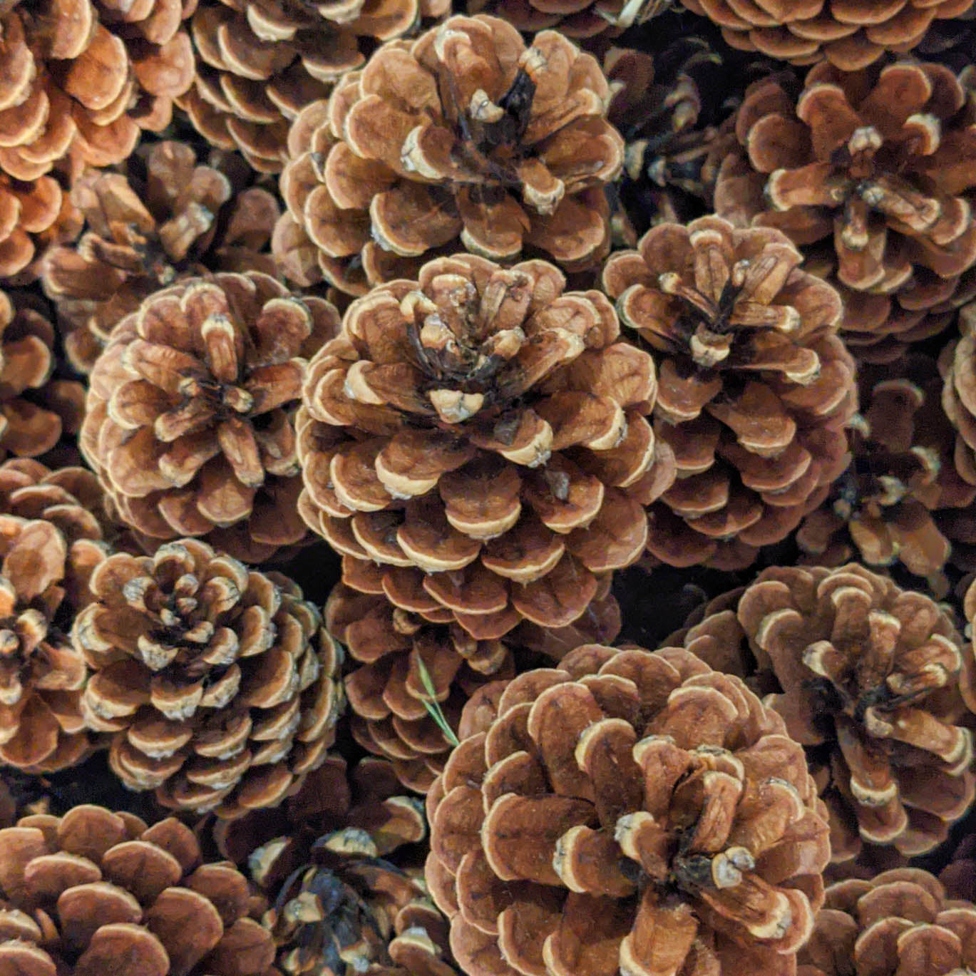 Pine Cones