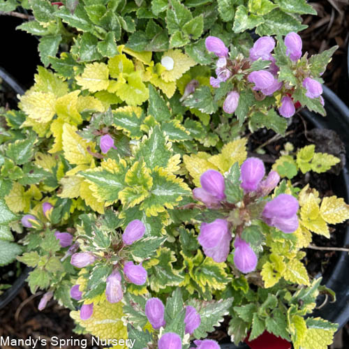 Golden Anniversary Dead Nettle | Lamium maculatum