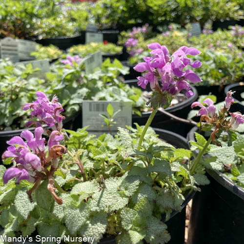 Orchid Frost Dead Nettle | Lamium