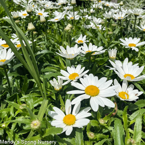 'Snowcap' Shasta Daisy | Leucanthemum 'Snowcap'