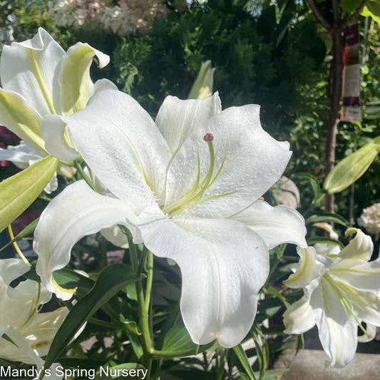 Casa Blanca Fragrant Lily | Lilium Oriental