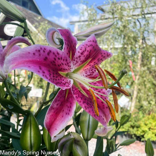 Stargazer Fragrant Lily | Lilium 'Stargazer'