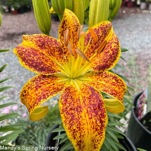 Tiny Nugget Hardy Lily | Lilium Asiatic