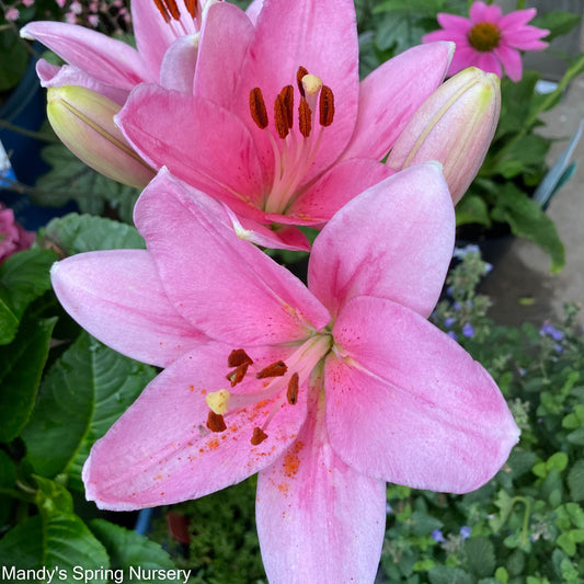 Bulbs - Oriental Lily Mixture