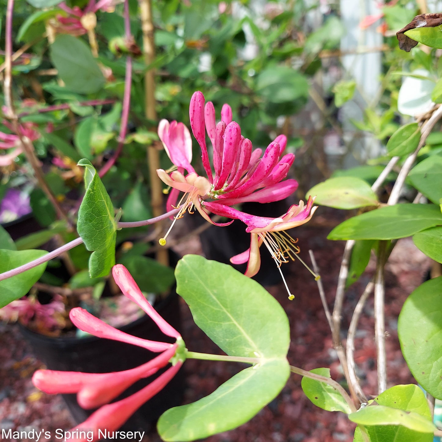 Goldflame Honeysuckle | Lonicera x heckrotti