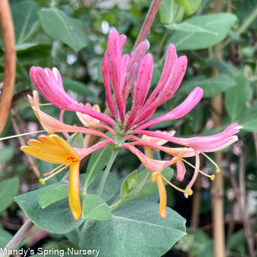 Goldflame Honeysuckle | Lonicera x heckrotti