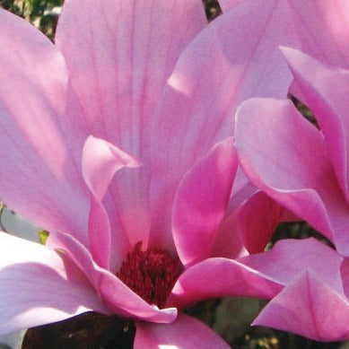 Galaxy Magnolia | Magnolia x 'Galaxy'