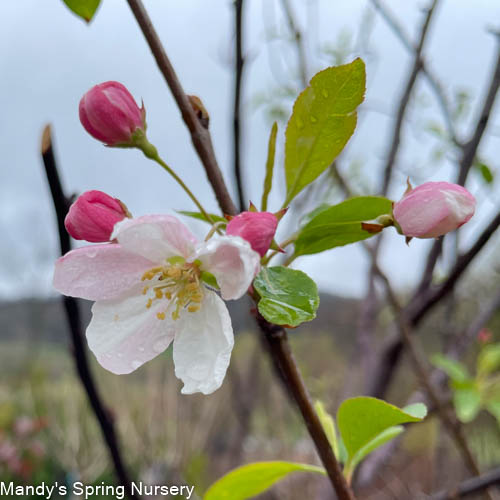 Donald Wyman Crabapple | Malus 'Donald Wyman'