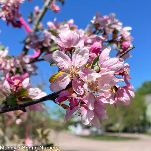 Indian Summer Crabapple | Malus 'Indian Summer'