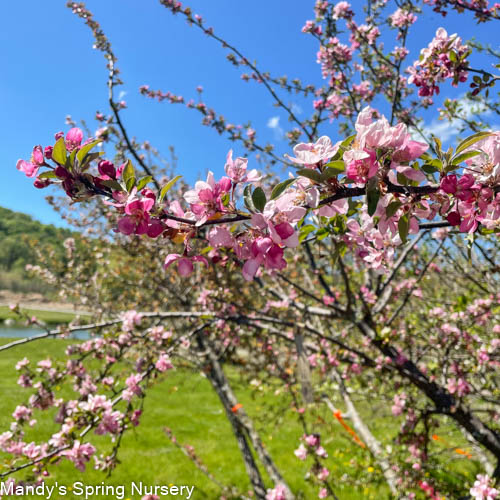 Indian Summer Crabapple | Malus 'Indian Summer'