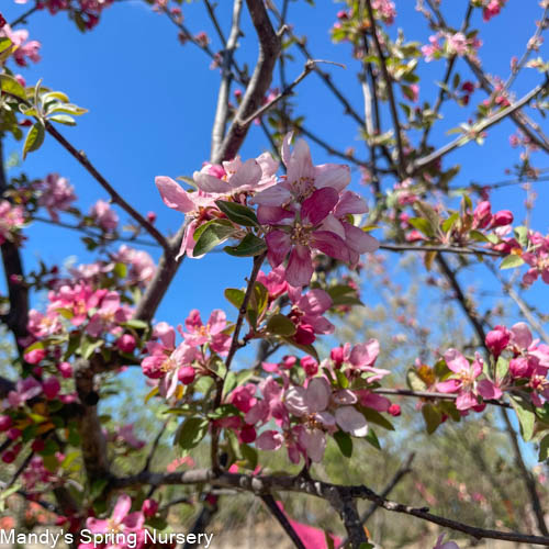 Indian Summer Crabapple | Malus 'Indian Summer'