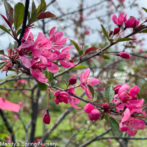 Prairifire Crabapple | Malus 'Prairiefire'