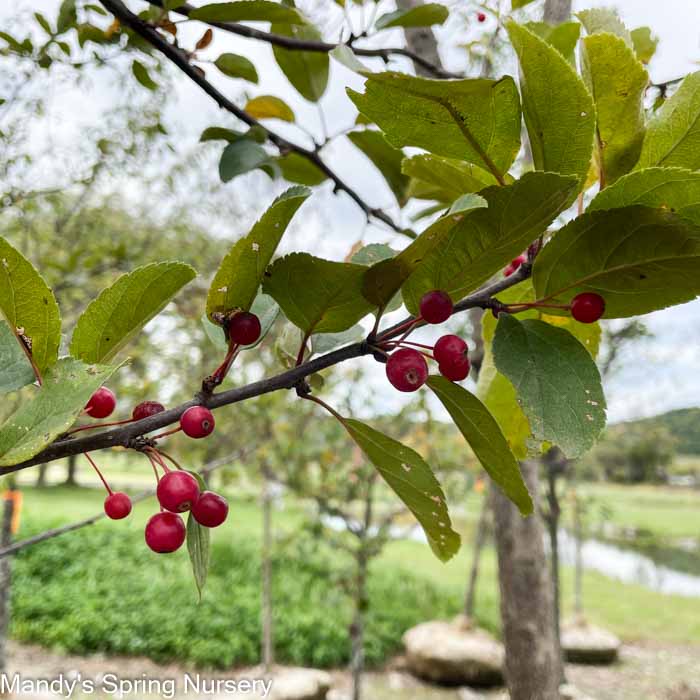 Sargent Crabapple | Malus sargentii