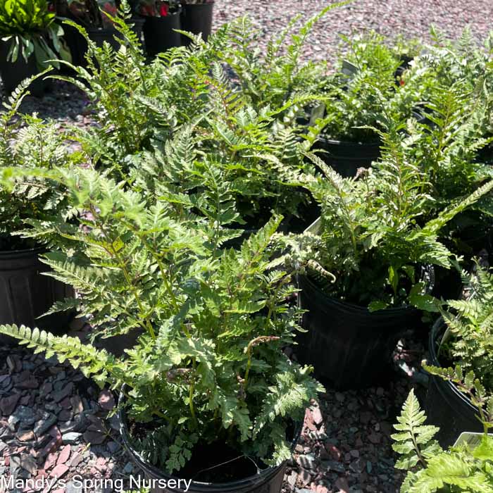 Metallicum Japanese Painted Fern  | Athyrium niponicum pictum