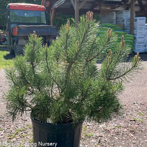 Mugo Pine | Pinus mugo pumilio