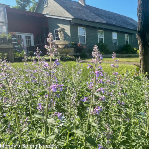 'Walker's Low' Catmint | Nepeta