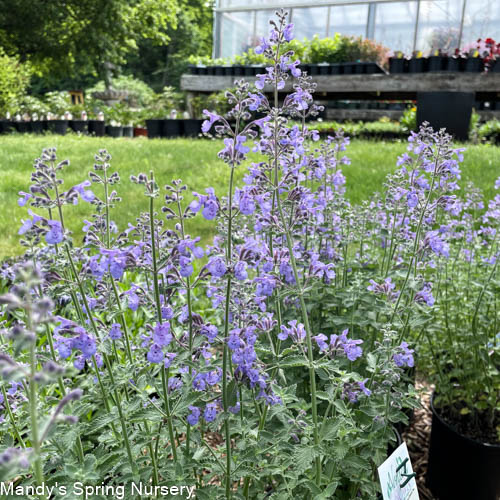 'Walker's Low' Catmint | Nepeta